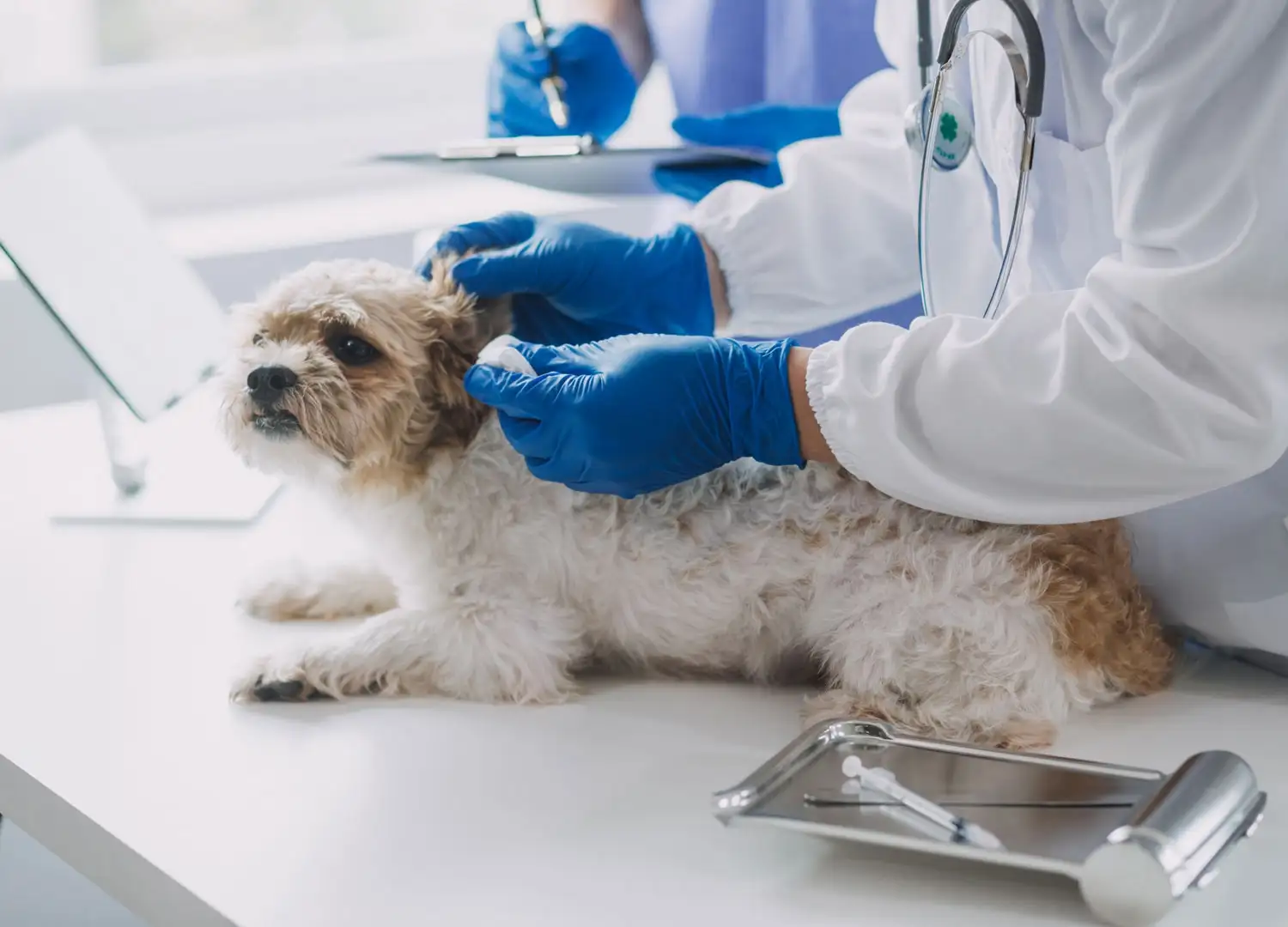 pets-and-pet-care-55